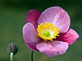 ANEMONE HUPEHENSIS HADSPEN ABUNDANCE,  WINDFLOWER