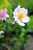 ANEMONE TOMENTOSA ROBUSTISSIMA,  WINDFLOWER