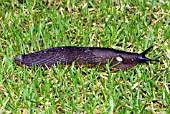 ARION ATER,  LARGE BLACK SLUG ON LAWN