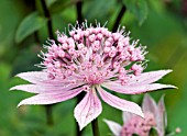 ASTRANTIA MAXIMA,  MASTERWORT,  PINCUSHION FLOWER