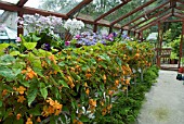 BEGONIA AND OTHER PLANTS IN GREENHOUSE IN JULYINWOOD GARDEN,  SCOTLAND