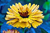 CALENDULA OFFICINALIS,  COMMON MARIGOLD,  POT MARIGOLD,  ENGLISH MARIGOLD