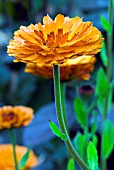 CALENDULA OFFICINALIS,  POT MARIGOLD,  COMMON MARIGOLD