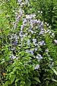 CAMPANULA LACTIFLORA PRICHARDS VARIETY,  BELL FLOWER