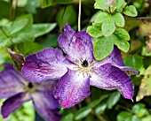 CLEMATIS VENOSA VIOLACEA