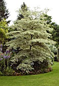 CORNUS CONTROVERSA VARIEGATA,  DOGWOODINWOOD GARDEN,  SCOTLAND