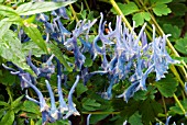 CORYDALIS FLEXUOSA