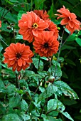 DAHLIA GRENADIER