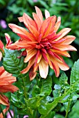 DAHLIA JESCOT JULIE