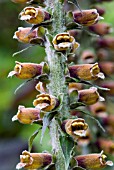 DIGITALIS PARVIFLORA,  CHOCOLATE FOXGLOVE