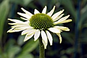 ECHINACEA PURPUREA WHITE SWAN,  CONEFLOWER