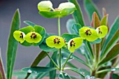 EUPHORBIA X MARTINI,  MILKWEED,  SPURGE