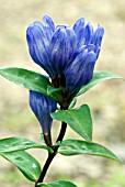 GENTIANA TRIFLORA VAR JAPONICA