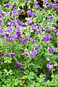 GERANIUM PLENUM VIOLACEUM