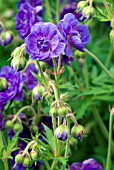 GERANIUM PLENUM VIOLACEUM