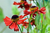 HELENIUM MOERHEIM BEAUTY