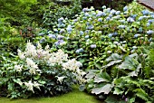 HYDRANGEA MACROPHYLLA GENERALE VICOMTESE  DE VIBRAYE,  GARDEN HYDRANGEA,  FLORISTS,  HYDRANGEAINWOOD GARDEN,  SCOTLAND