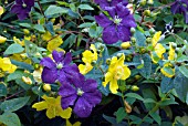 HYPERICUM HIDCOTE WITH CLEMATIS VITICELLA GROUP,  SAINT JOHNS WORT