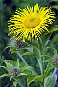 INULA HOOKERI