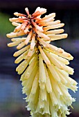 KNIPHOFIA TAWNY KING,  RED HOT POKER,  TORCH LILY