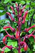 LOBELIA TUPA