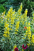 LYSIMACHIA PUNCTATA ALEXANDER,  LOOSESTRIFE