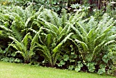 MATTEUCCIA STRUTHIOPTERIS,  OSTRICH FERN,  SHUTTLECOCK FERN, INWOOD GARDEN,  SCOTLAND