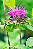 MONARDA BLAUSTRUMPF BLUE STOCKING,  BERGAMOT