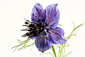 NIGELLA PAPILLOSA  MUSICAL PRELUDE,  LOVE IN A MIST