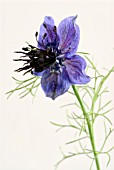 NIGELLA PAPILLOSA  MUSICAL PRELUDE,  LOVE IN A MIST