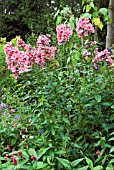 PHLOX PANICULATA BRIGADIER,  BORDER PHLOXINWOOD GARDEN,  SCOTLAND