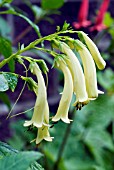 PHYGELIUS AEQUALIS YELLOW TRUMPET