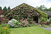 ROSA BLUSH RAMBLER ,  ROSEINWOOD GARDEN,  SCOTLAND