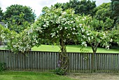 ROSA SANDERS WHITE RAMBLER,  ROSEINWOOD GARDEN,  SCOTLAND