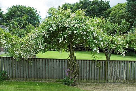 ROSA_SANDERS_WHITE_RAMBLER__ROSEINWOOD_GARDEN__SCOTLAND