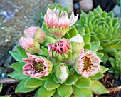 SEMPERVIVUM MACEDONICUM,  HOUSELEEK