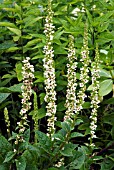 VERBASCUM CHAIXII ALBUM,  NETTLE LEAFED MOTH MULLEIN