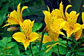 ALSTROMERIA HYBRID CULTIVAR,  PERUVIAN LILY