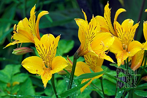 ALSTROMERIA_HYBRID_CULTIVAR__PERUVIAN_LILY