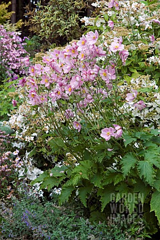 ANEMONE_HUPEHENSIS_CRISPA_SYN_ANEMONE_x_HYBRIDA_LADY_GILMOUR