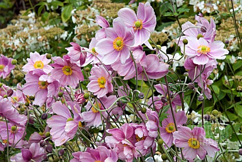 ANEMONE_HUPEHENSIS_CRISPA__ANEMONE_X_HYBRIDA_LADY_GILMOUR_WOLLEY_DOD