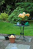 BEGONIA PEACH MELBA BEING PREPARED FOR A FLOWER SHOWINWOOD GARDEN,  CARBERRY,  SCOTLAND