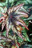 BEGONIA LITTLE BROTHER MONTGOMERY