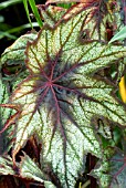 BEGONIA LITTLE BROTHER MONTGOMERY