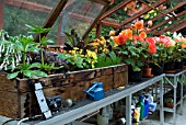 BEGONIAS ON GREENHOUSE BENCHINWOOD GARDEN,  CARBERRY,  SCOTLAND