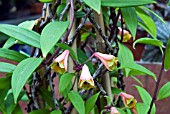 BOMAREA CALDASII,  CLIMBING ALSTROMERIA