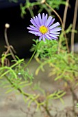 BRACHYSCOME BLUE,  SWAN RIVER DAISY