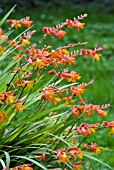 CROCOSMIA x CROCOSMIIFLORA, (MONTBRETIA)