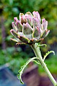 CYNARA CARDUNCULUS SCOLYMUS GROUP,  GLOBE ARTICHOKE