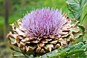 CYNARA CARDUNCULUS SCOLYMUS GROUP,  GLOBE ARTICHOKE